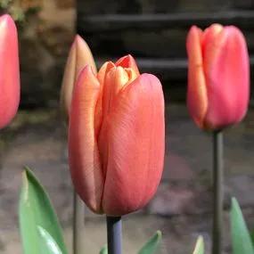 Apricot Foxx Tulip (Tulipa Apricot Foxx) Img 2
